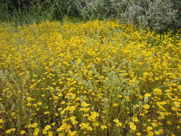 Wildflowers